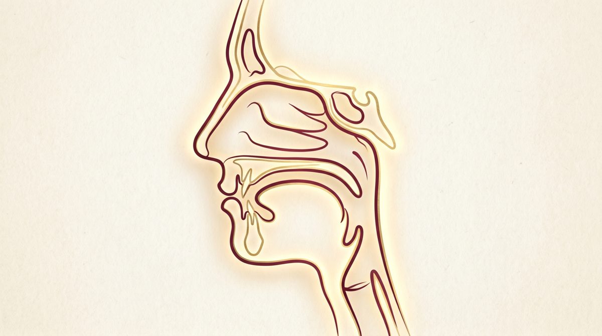 Ilustração editorial do sistema respiratório superior em traços dourados